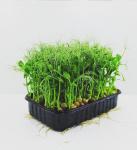 Микрозелень гороха