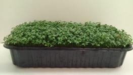 Микрозелень кресс-салата