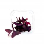 Кислица пурпурная Бабочки 