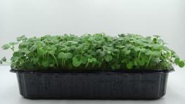 Микрозелень горчицы