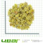 Бессмертник цветки