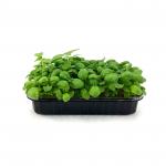 Базилик зеленый Итальянский 