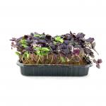 Базилик Фиолетовый