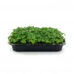 Мелисса Лимонная 