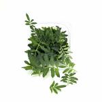 Бархатцы Лист 