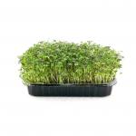 Мизуна красная 