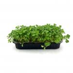 Руккола Пряная 