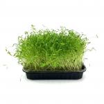 Морковь сладкая 