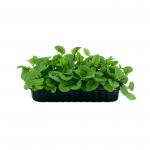 Щавель Красная Лава