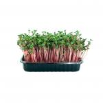 Редис красный 