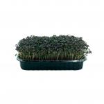 Горчица красная 