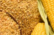 Зародыш кукурузный