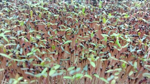 Микрозелень амаранта