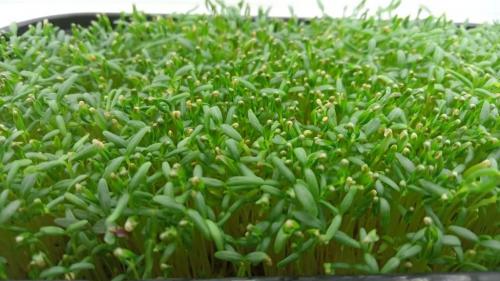 Микрозелень амаранта