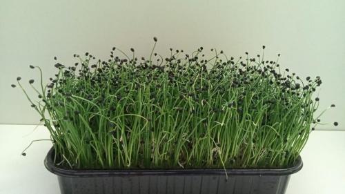 Микрозелень лука