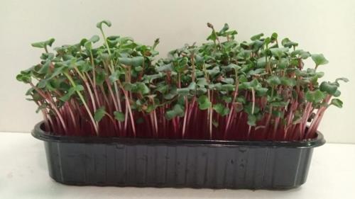 Микрозелень редиса