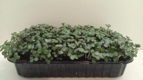 Микрозелеь капусты краснокочанной