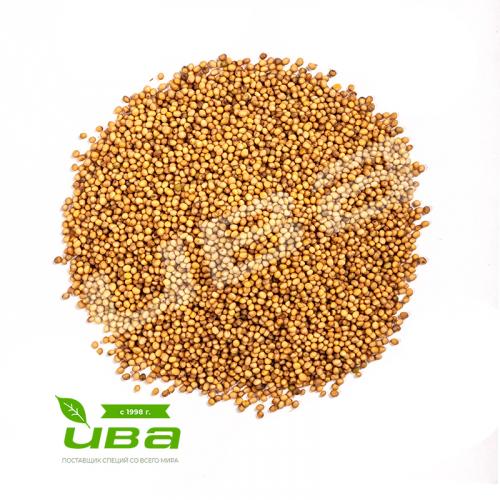 Горчица семя желтое Россия оптом