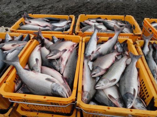 Корзина 78-83л, пищевая, пластиковая перфорированная усиленная