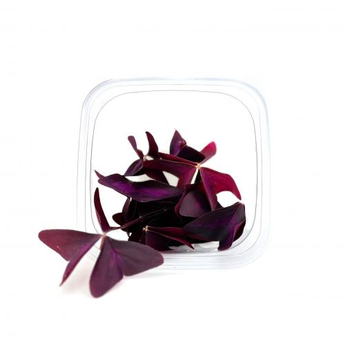 Кислица пурпурная Бабочки 