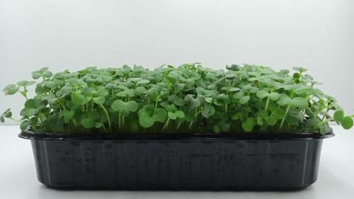 Микрозелень горчицы