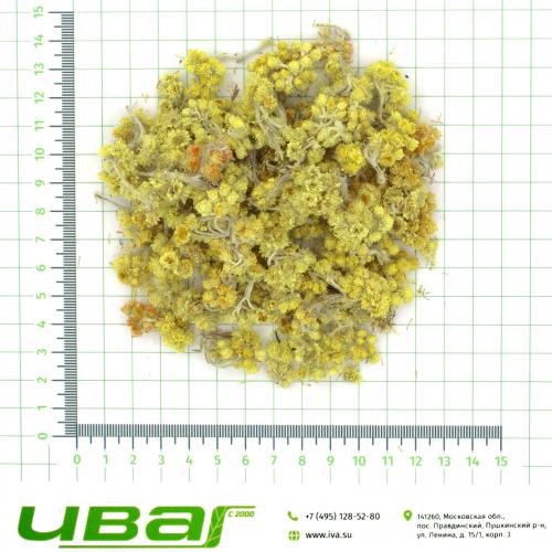 Бессмертник цветки