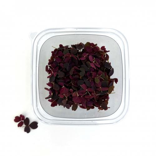 Кислица красная Мини 