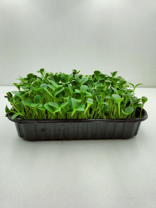 Микрозелень бораго