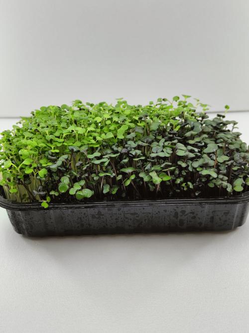 Микрозелень микс