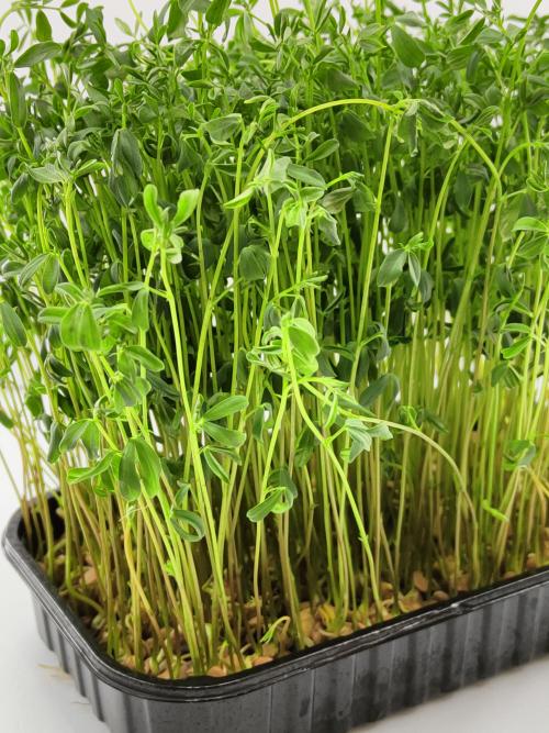 Микрозелень чечевицы