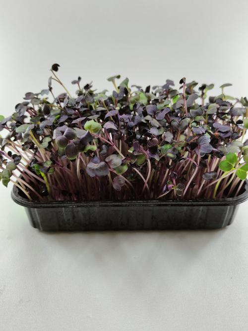 Микрозелень редиса