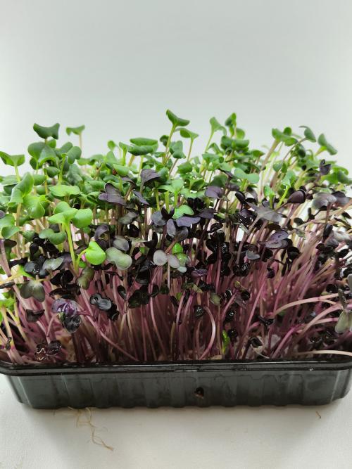 Микрозелень микс