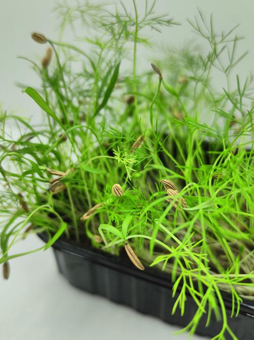 Микрозелень фенхеля