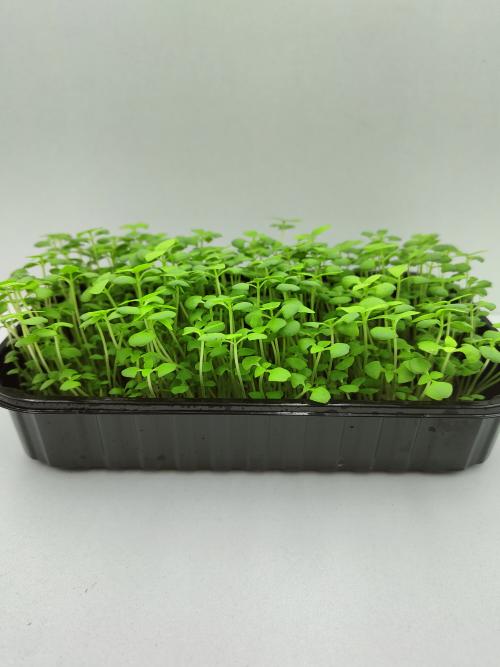Микрозелень базилика