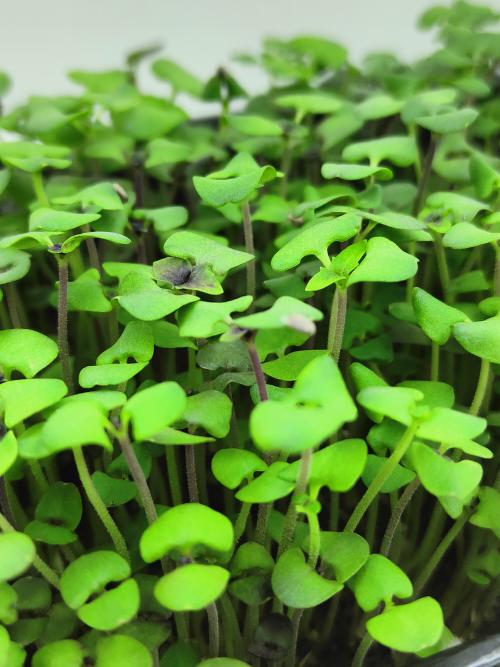 Микрозелень базилика