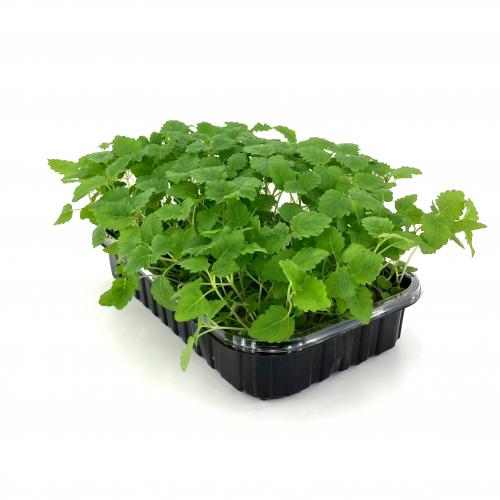 Мелисса Лимонная 