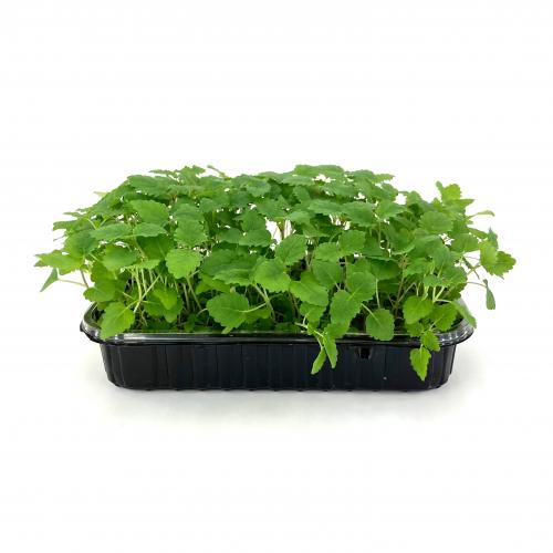 Мелисса Лимонная 