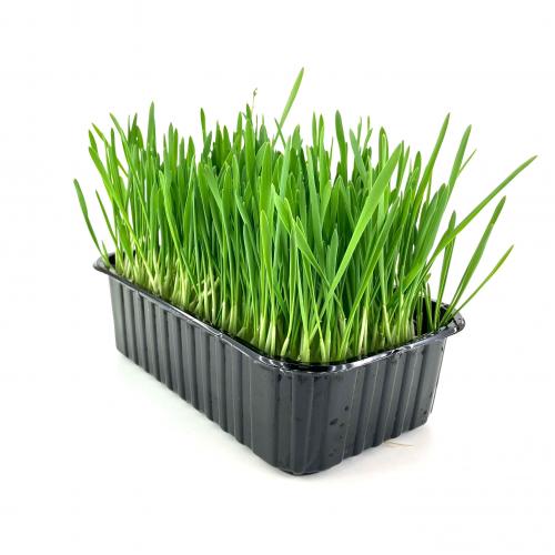 Овес пророщенный 