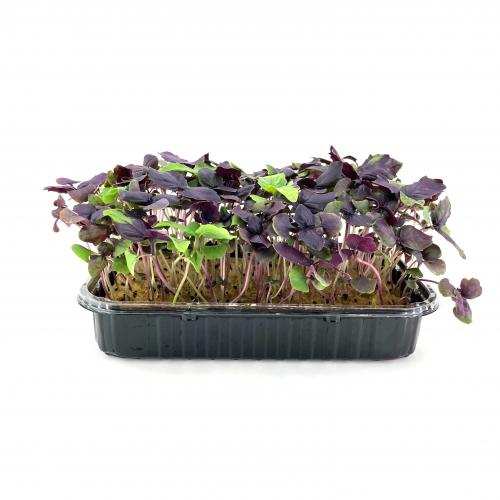 Базилик Фиолетовый