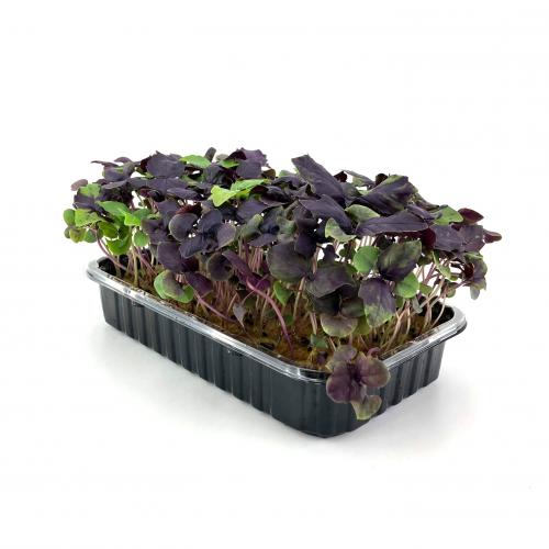 Базилик Фиолетовый