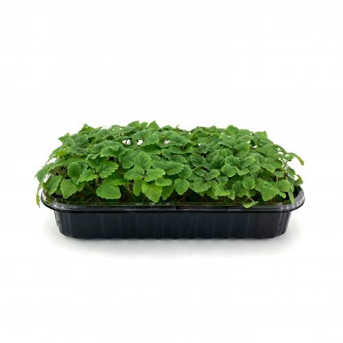 Мелисса Лимонная 