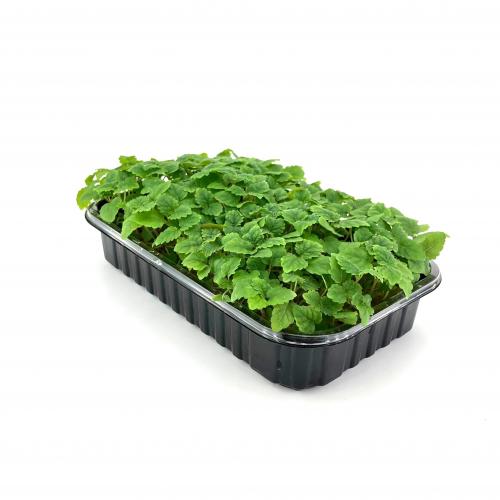 Мелисса Лимонная 