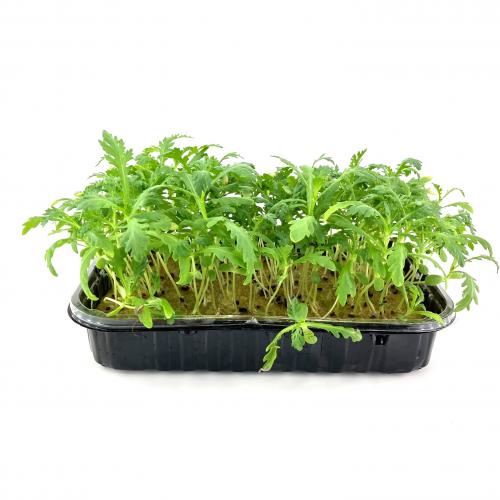 Хризантема 