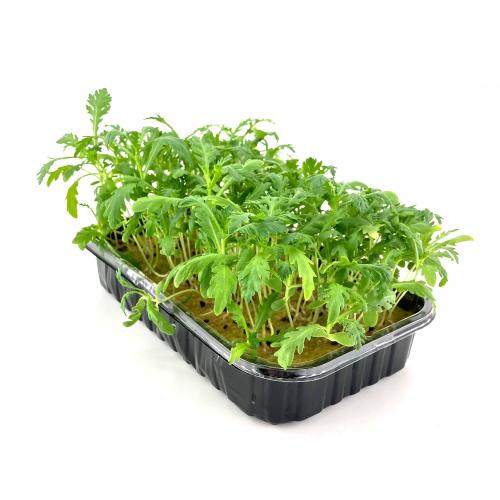 Хризантема 