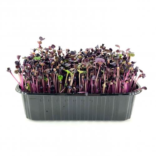 Редис фиолетовый Санго