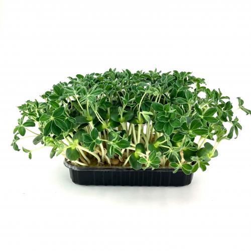 Люпин Пятилистный 