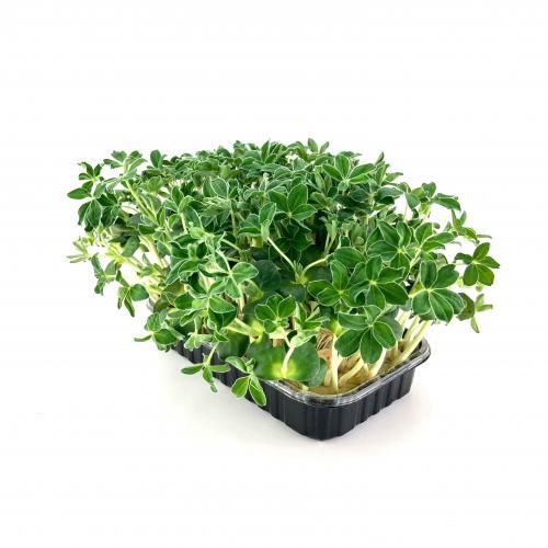 Люпин Пятилистный 