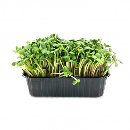 Подсолнечник 