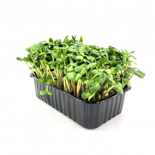 Подсолнечник 