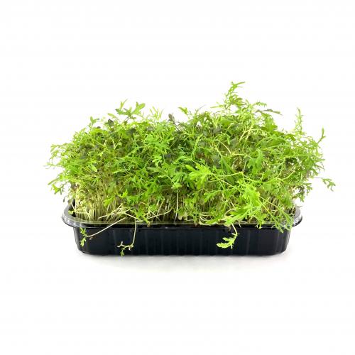 Мизуна красная 